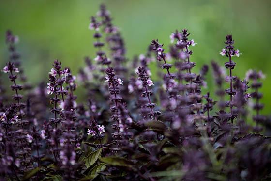 图为伊甸堂校园感官花园中的紫色植物