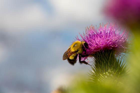 图为蜜蜂为一朵花授粉